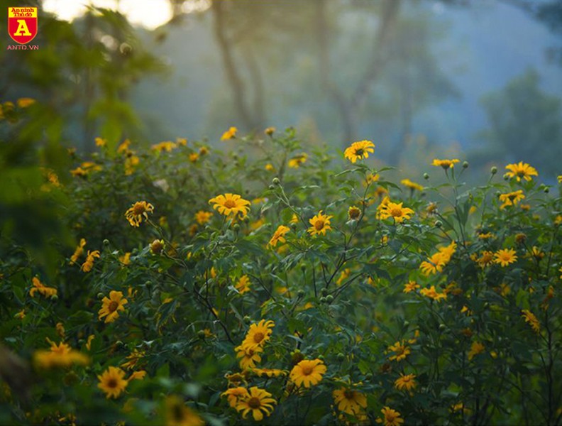 [ẢNH] Hoa dã quỳ đang lấn át mọi vẻ đẹp khác ở Vườn quốc gia Ba Vì